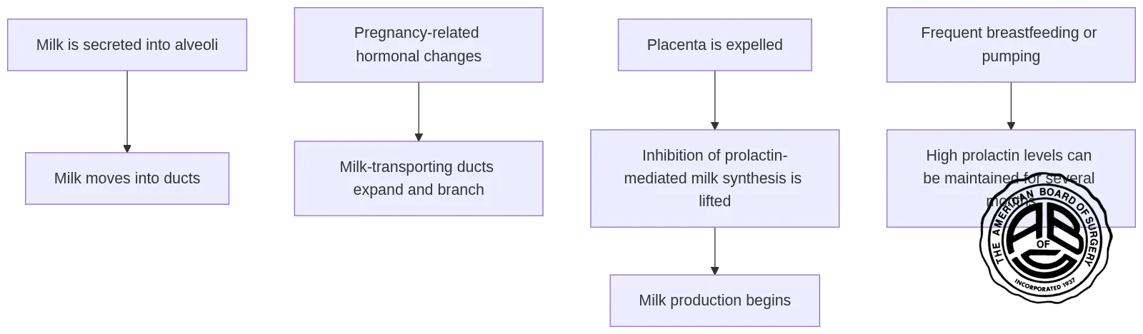 A flowchart showing milk moving from alveoli into ducts during lactation, pregnancy-related duct changes, milk production beginning after the placenta is expelled, and frequent breastfeeding or pumping maintaining high prolactin levels for several months.